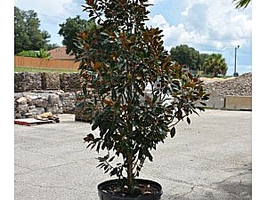 Magnolia 'Little Gem' (30G)